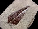 leaf fossil